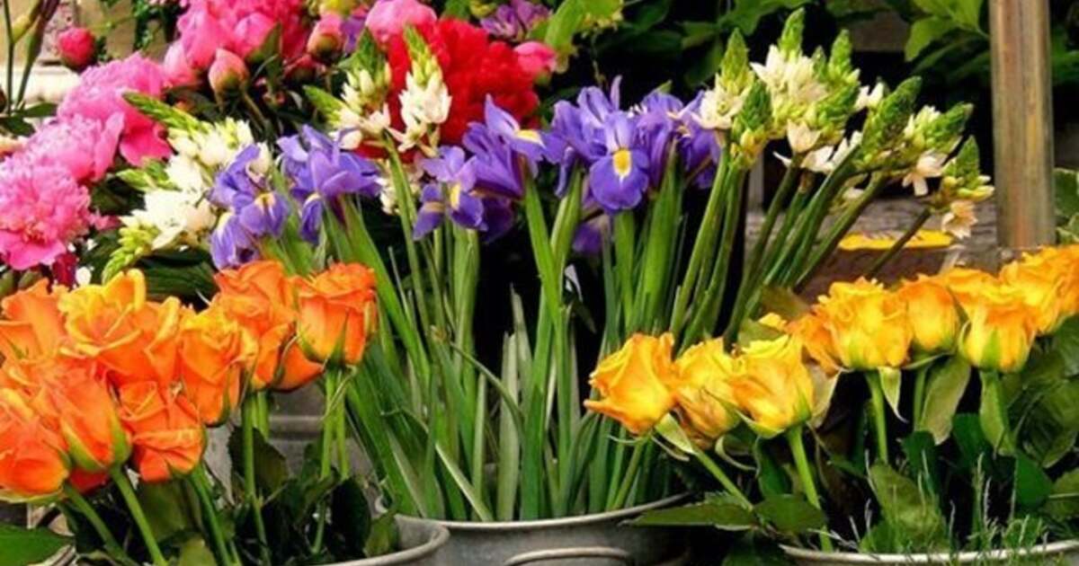 Piata Plantelor Libere la Timisoara. Ai un ghiveci cu flori de care nu