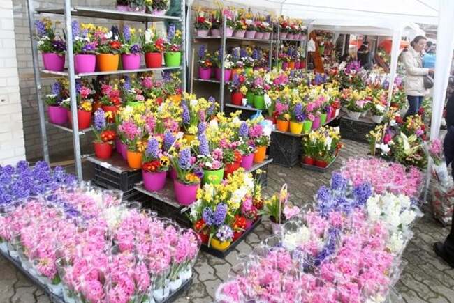 Piata Flora Ai un ghiveci cu flori pe care vrei să îl faci cadou? Hai la Piața ...