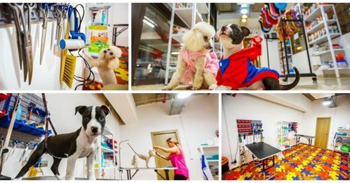 La Iulius Mall S A Deschis Un Salon De Coafură Canină și Felină Tion