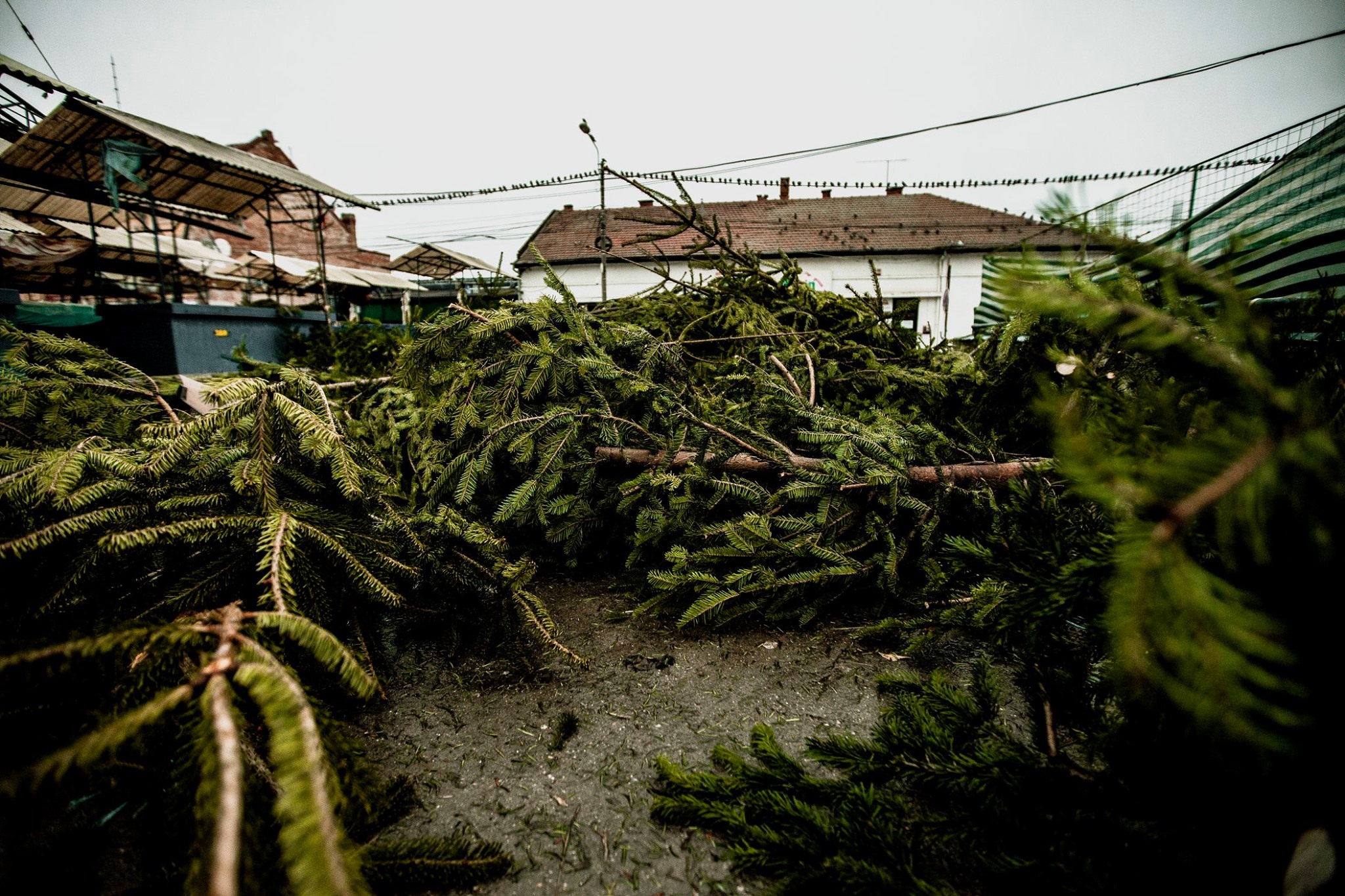 80386778_2784896231573666_3359009994245668864_o