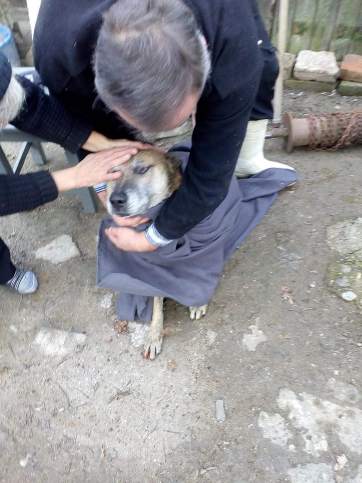 SURSA FOTO ISU BANAT (2)