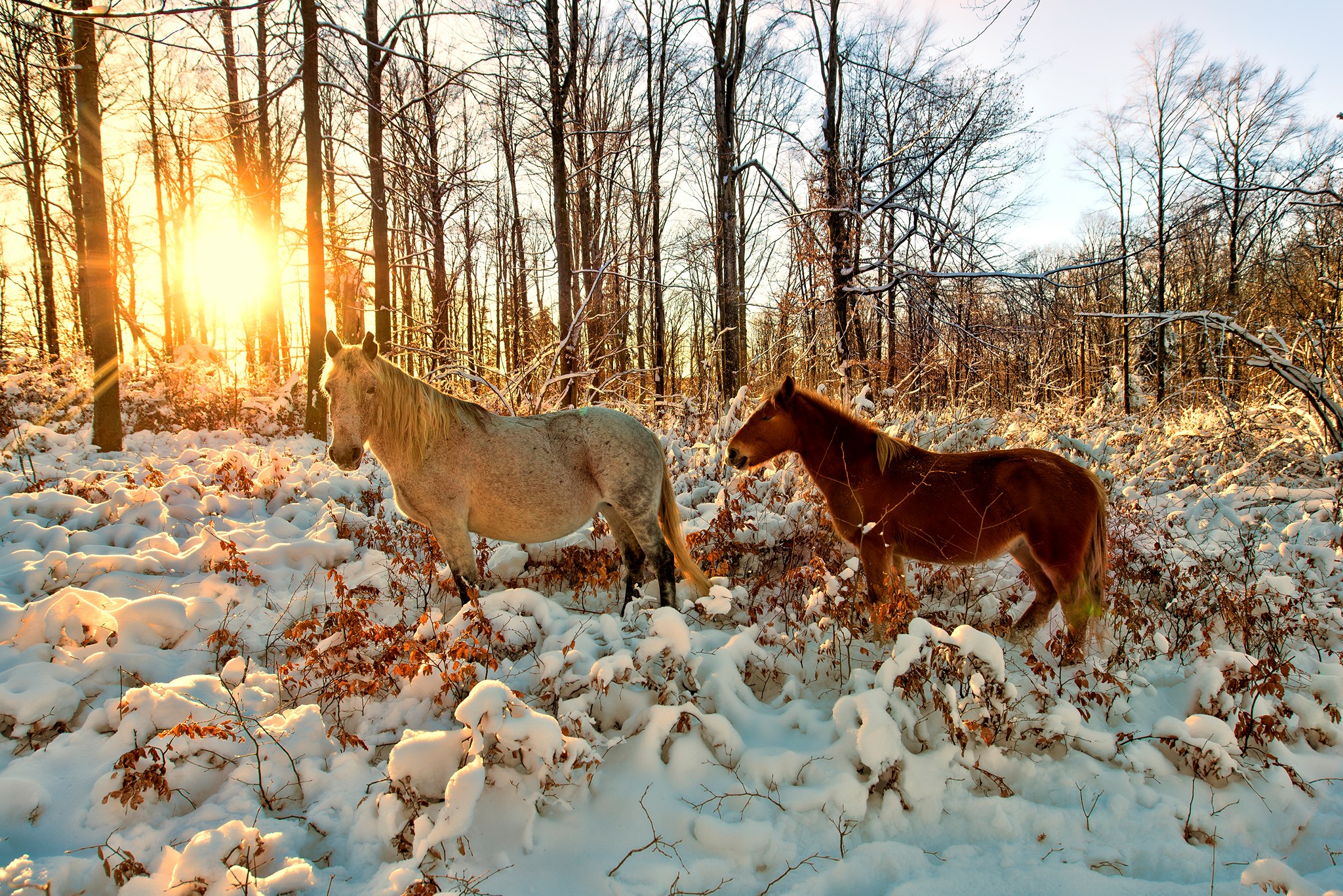 Foto: Facebook / Regia Nationala a Padurilor - Romsilva