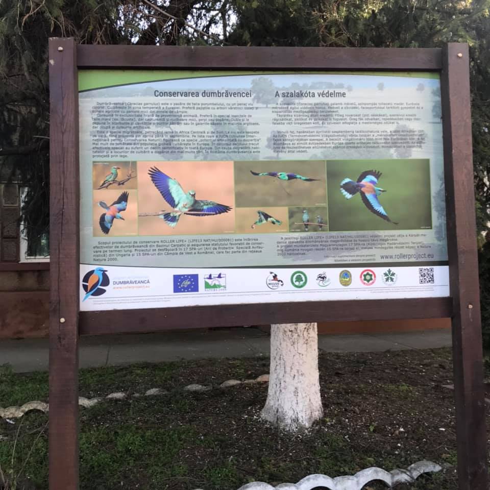 mlkastini stachinez foto ECo Timis (8)