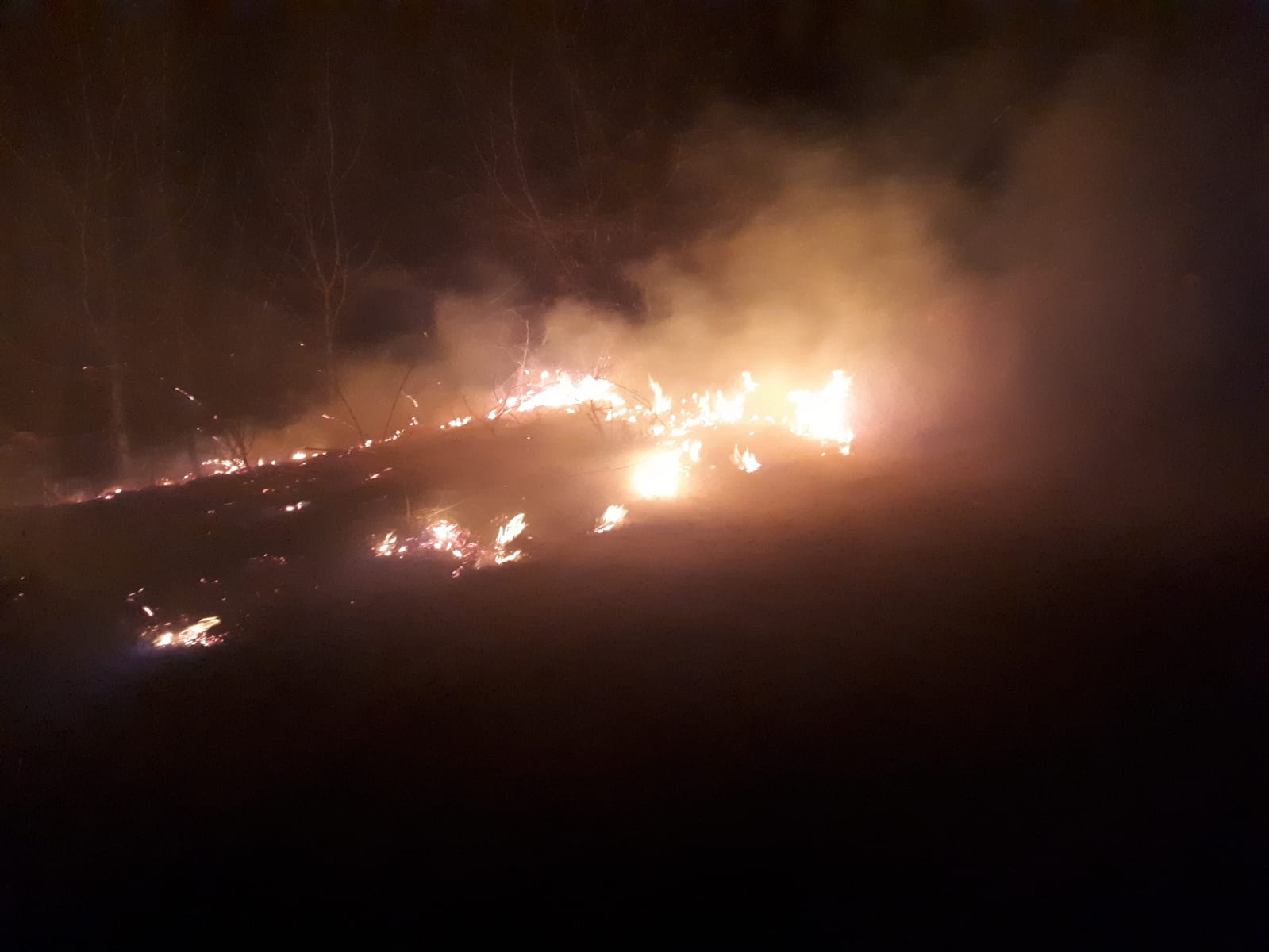 Incendiu puternic la o pădure din zona localității timișene Crivina de Sus