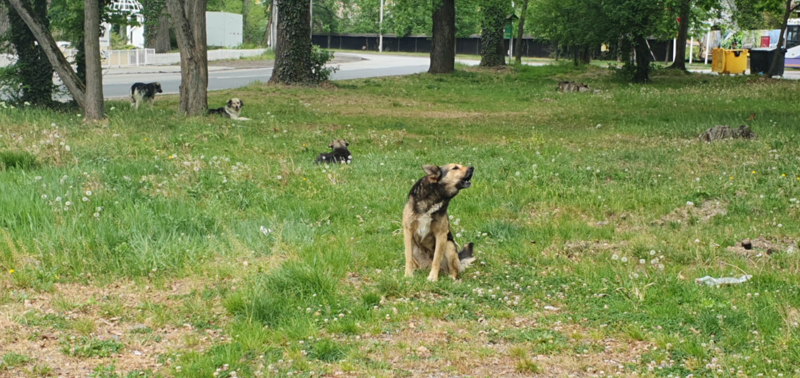 Doar câini de 1 Mai, în zona verde din fața Muzeului Satului Bănățean