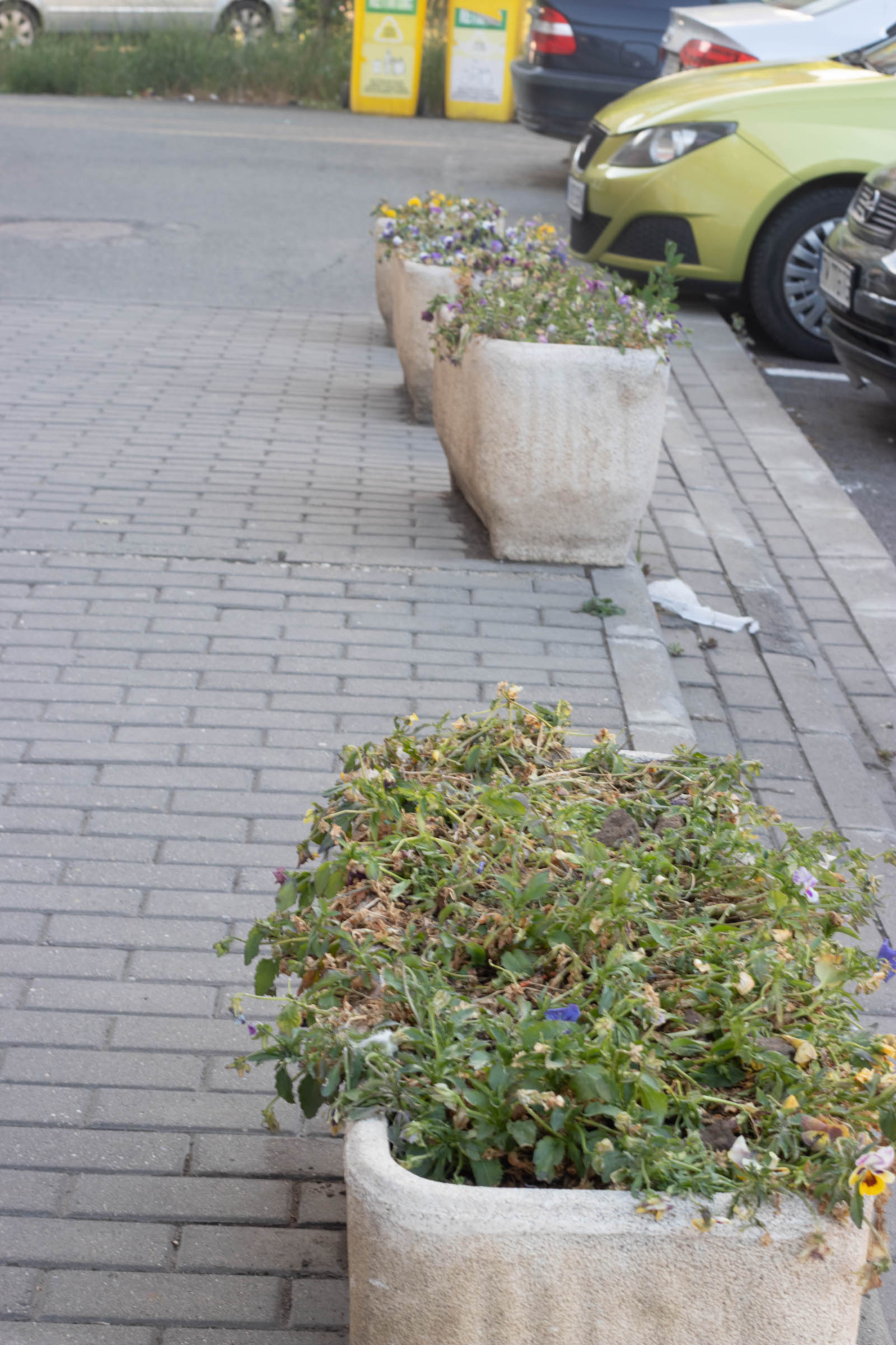 jardiniere flori uscate praf soarelui 2