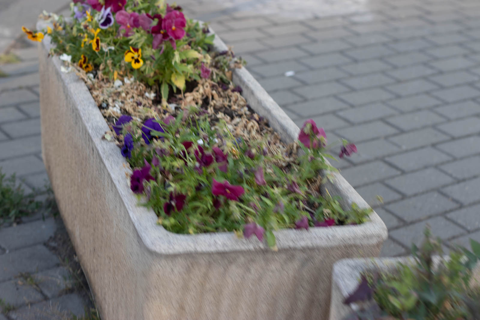 jardiniere flori uscate praf soarelui 3