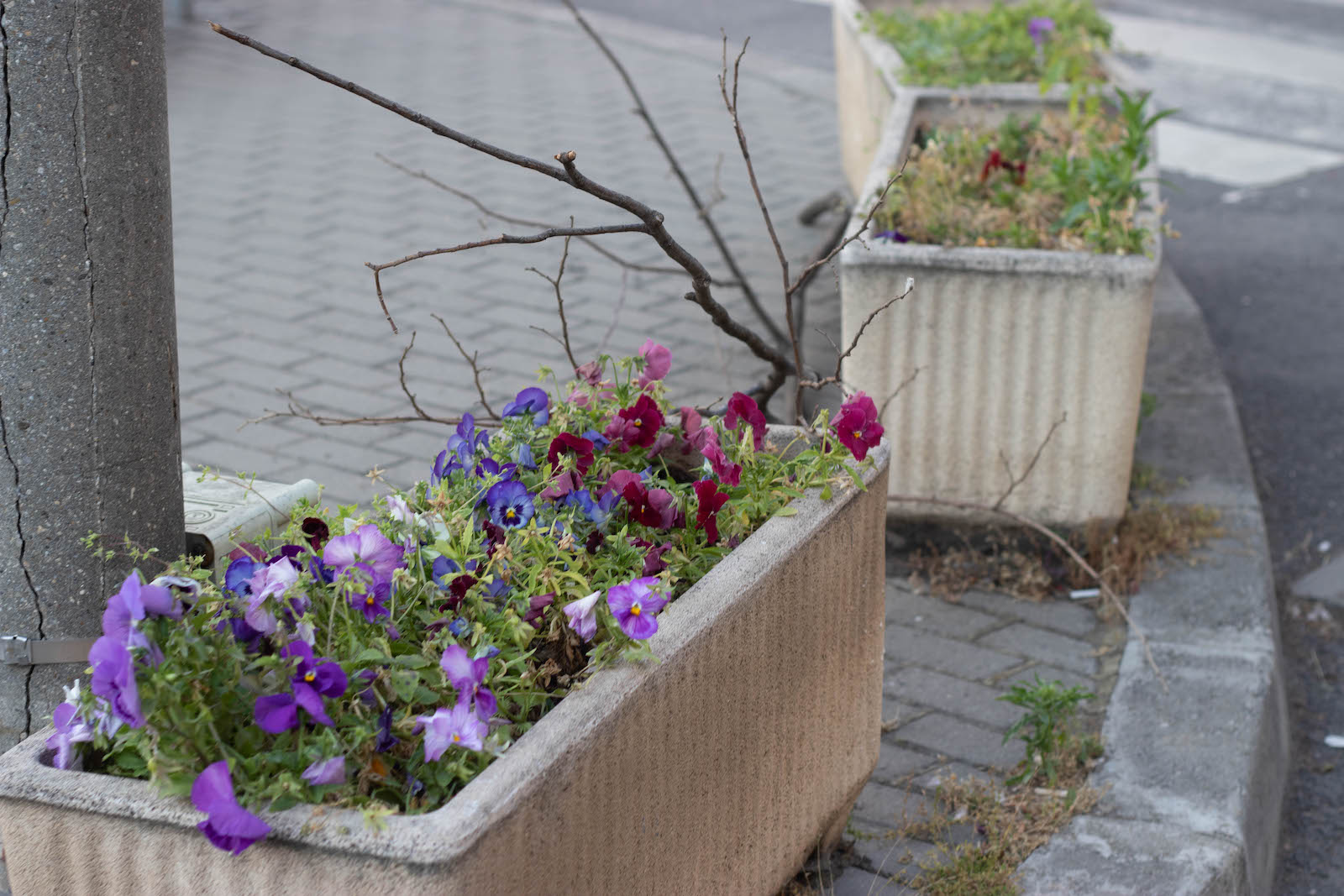 jardiniere flori uscate praf soarelui 4