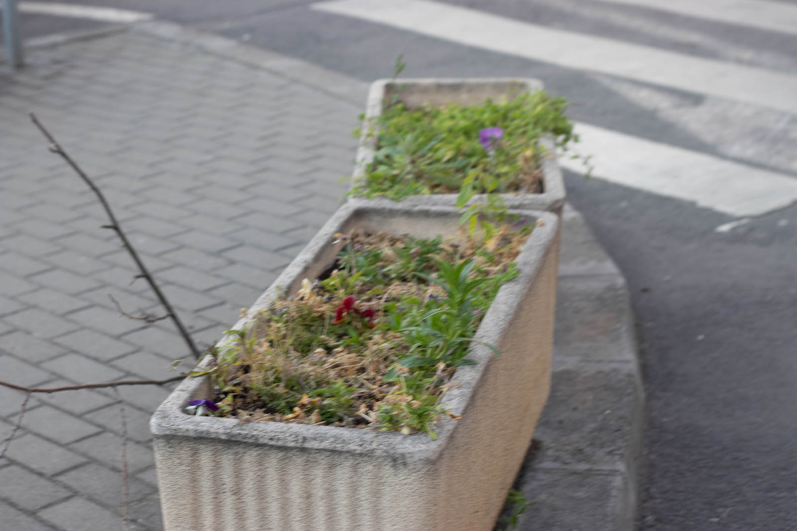 jardiniere flori uscate praf soarelui 5