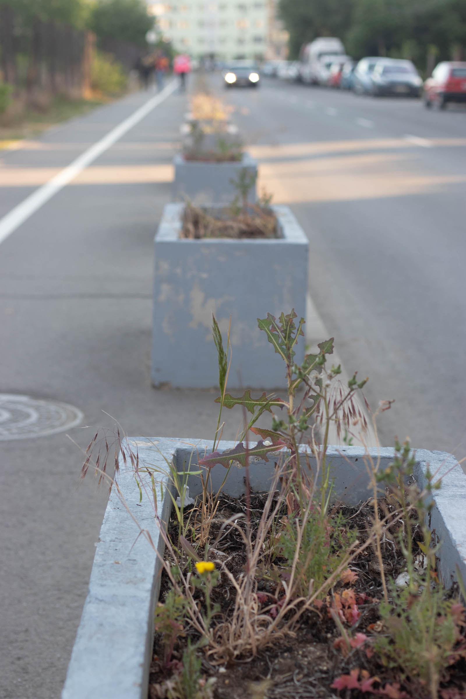 jardiniere flori uscate praf soarelui 9