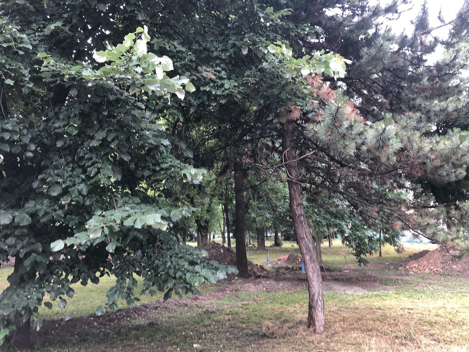 parcul civic 16 iunie 2020 8