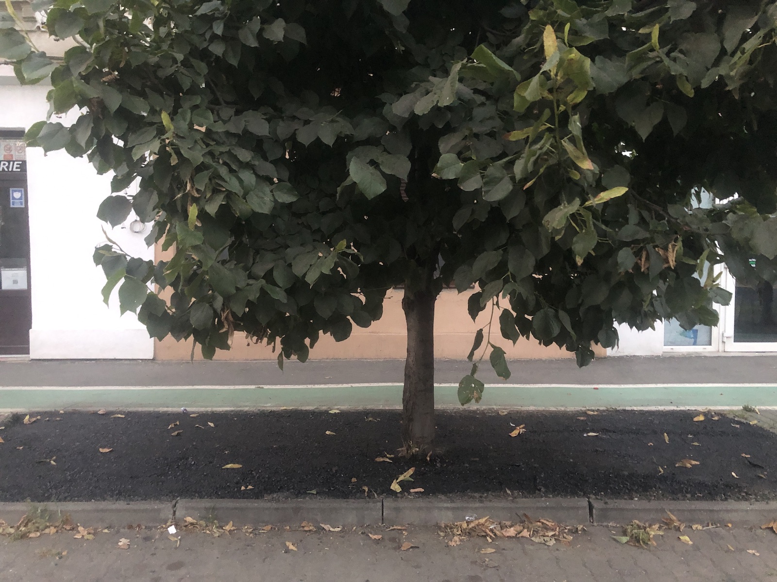 copac bitum material frezat str ciprian porumbescu dorel 23