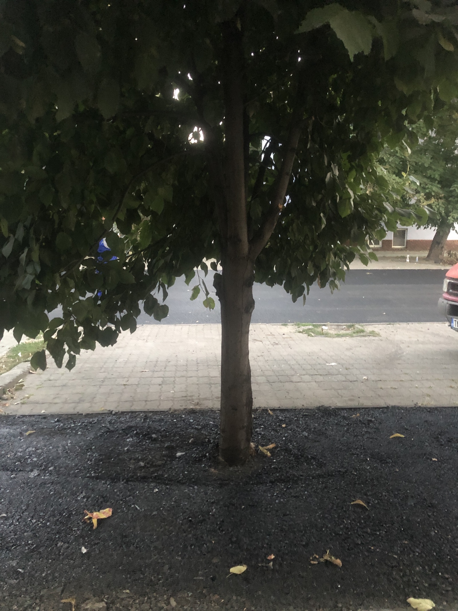 copac bitum material frezat str ciprian porumbescu dorel 24