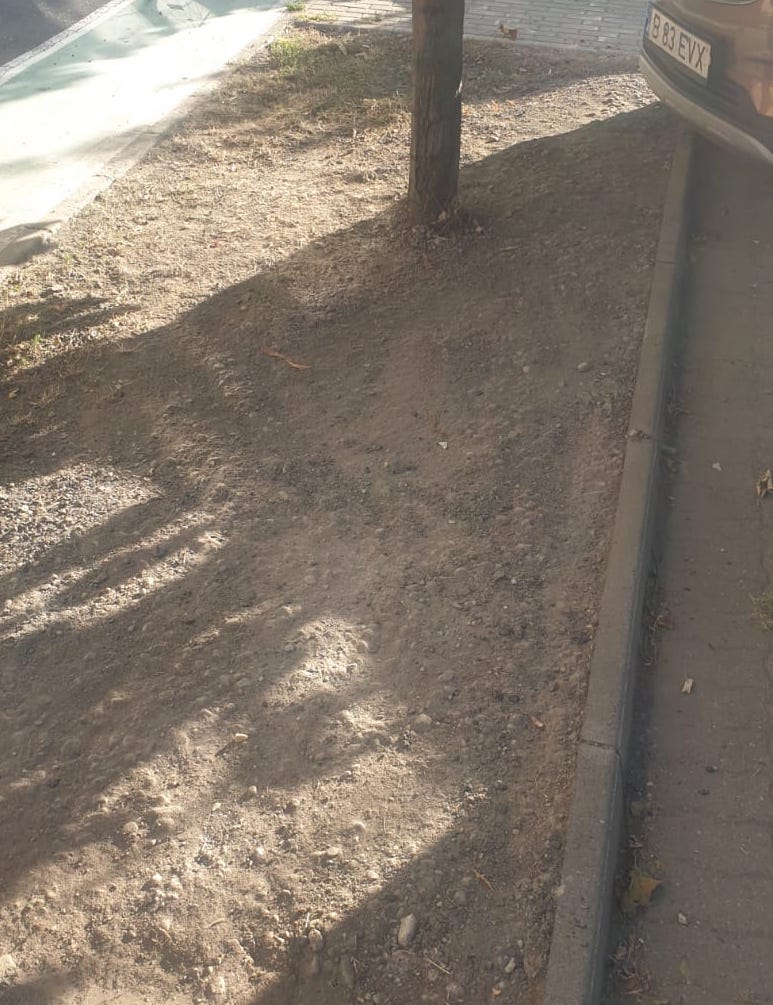 copac in bitum ciprian porumbescu