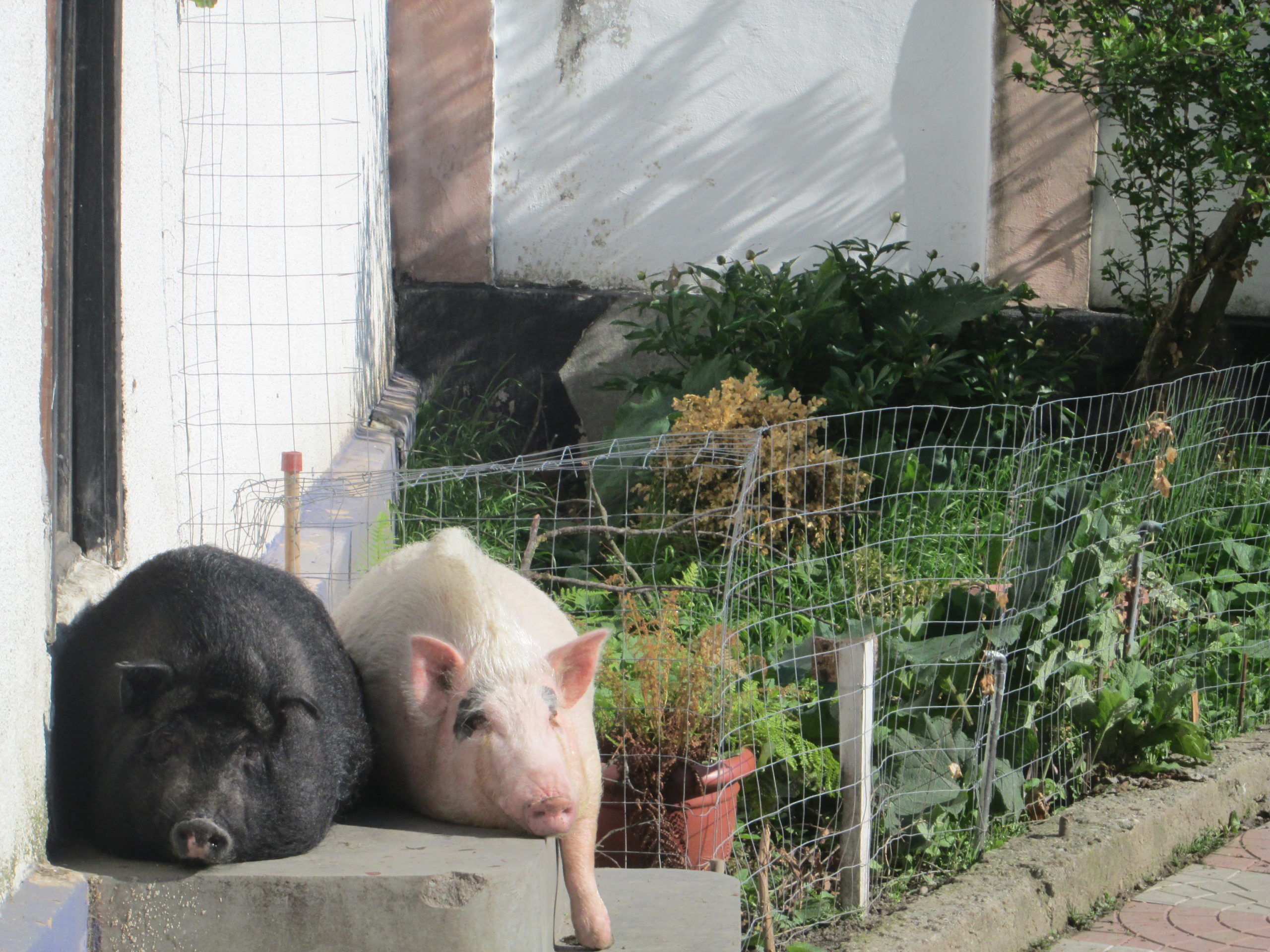 Anchetă a Poliției după ce niște indivizi au încercat să o fure pe Daisy, un porc vietnamez crescut ca animal de companie, la Babșa