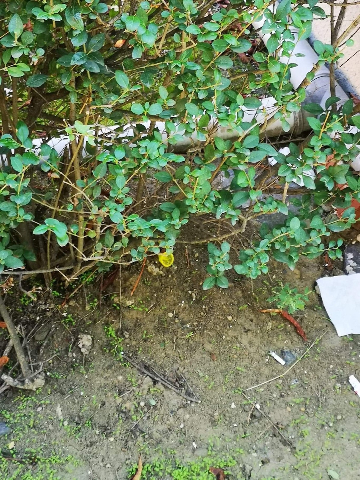 WhatsApp Image 2020-11-19 at 16.46.31(1)