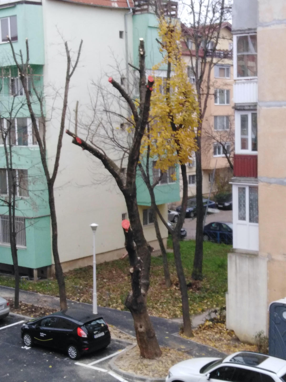 Copaci ciopârțiți și vopsiți între blocurile din Timișoara