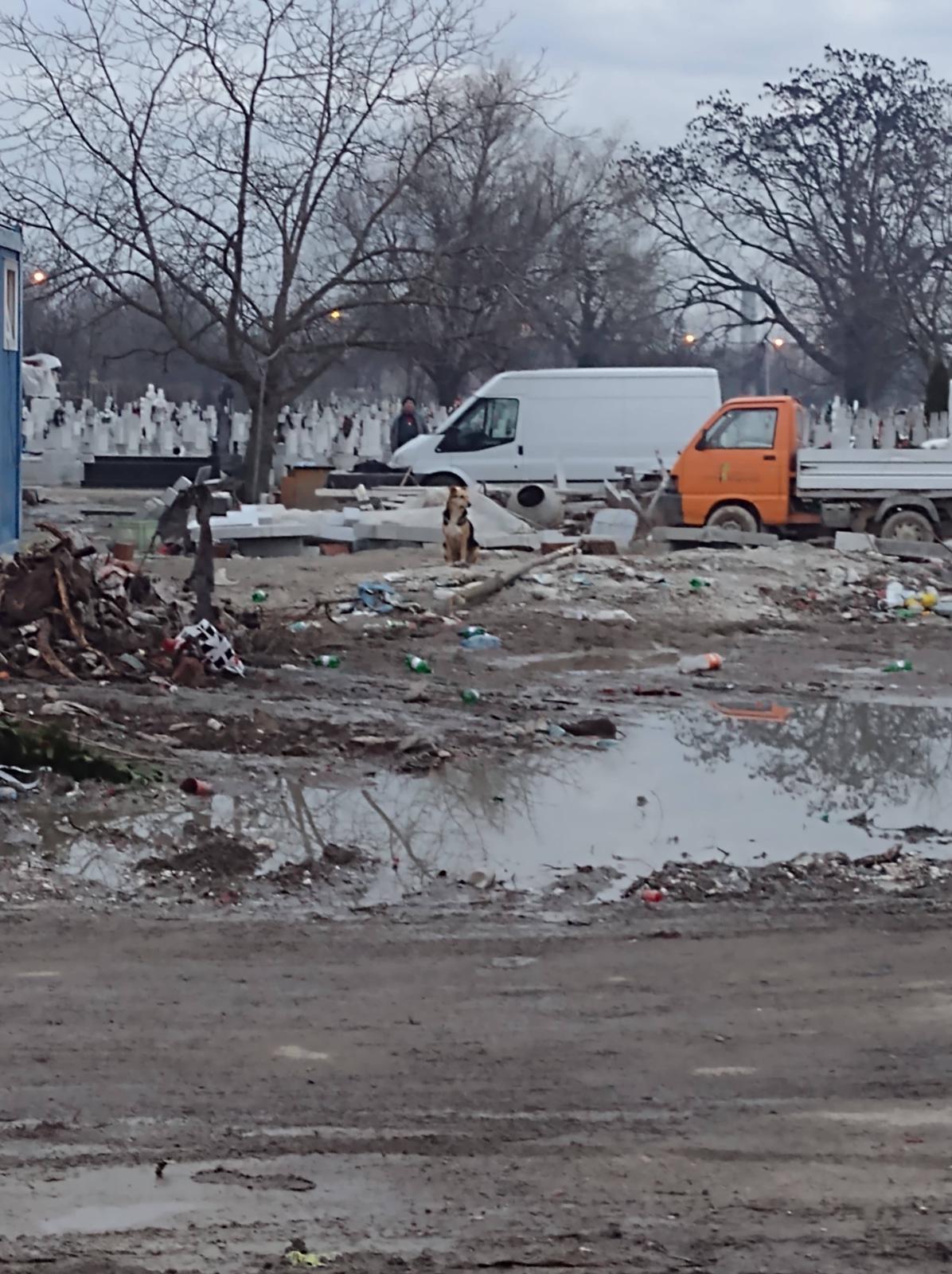 gunoaie cimitir buziasului (12)