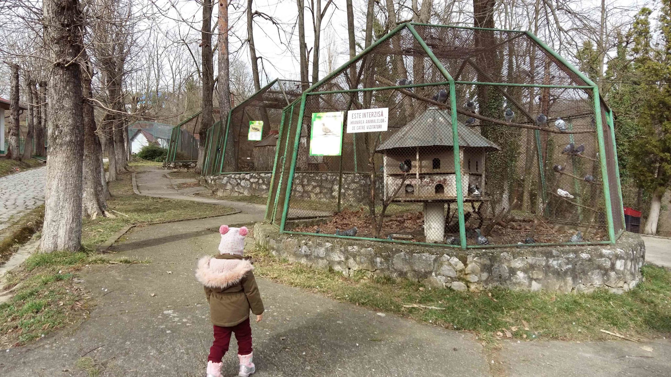 resita zoo si locomotive (1)