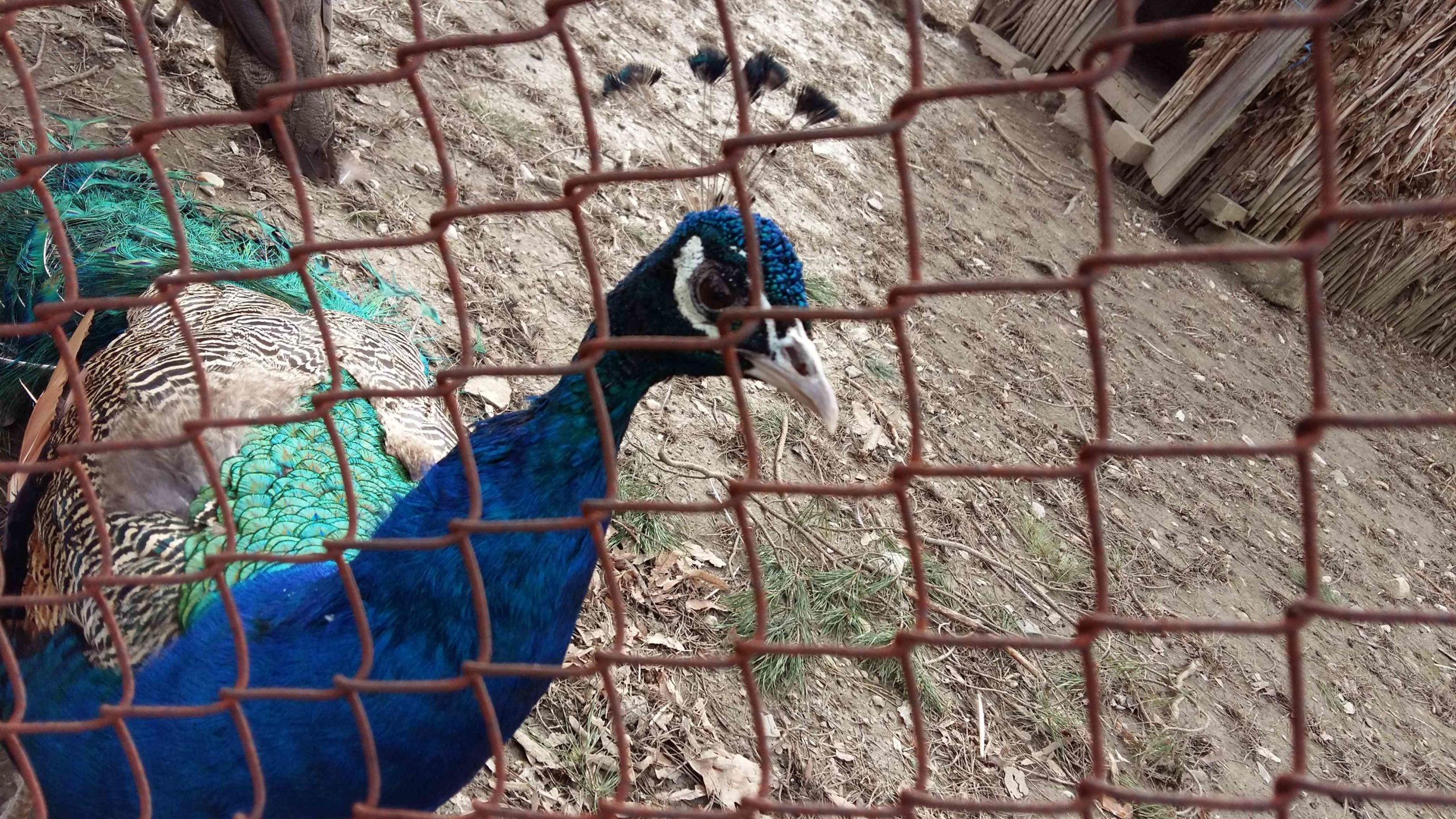 resita zoo si locomotive (2)