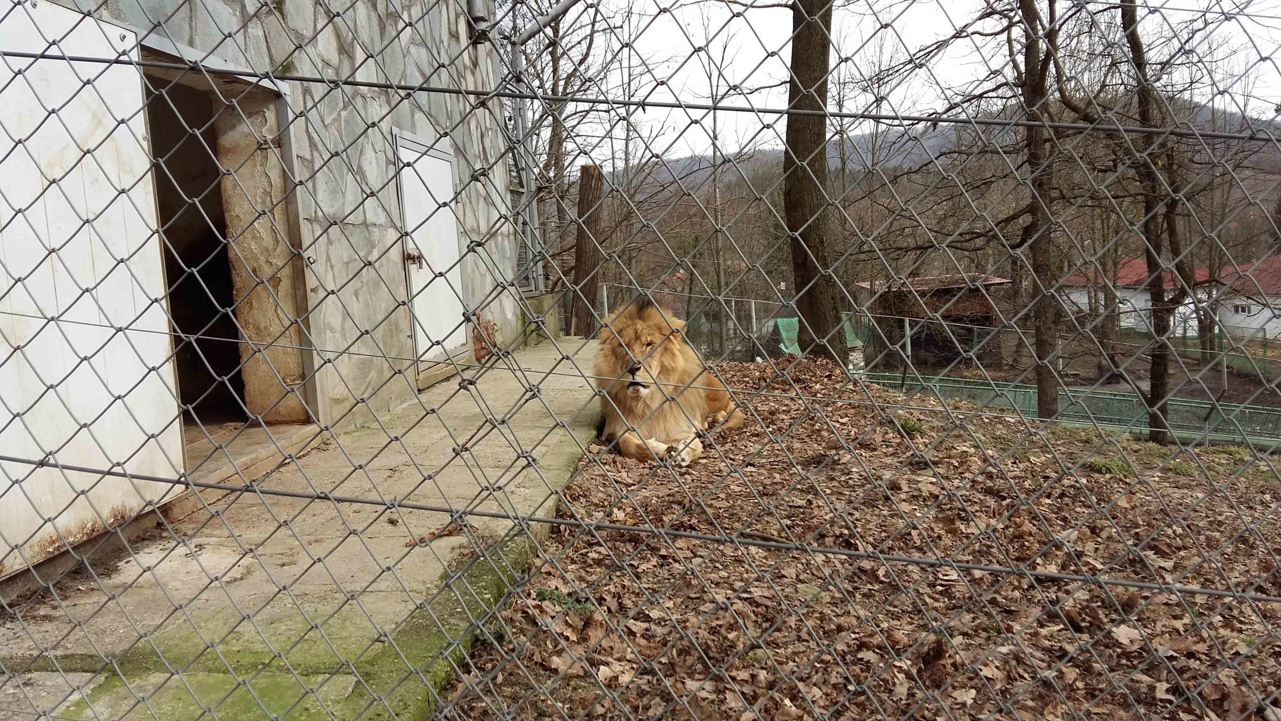 resita zoo si locomotive (3)