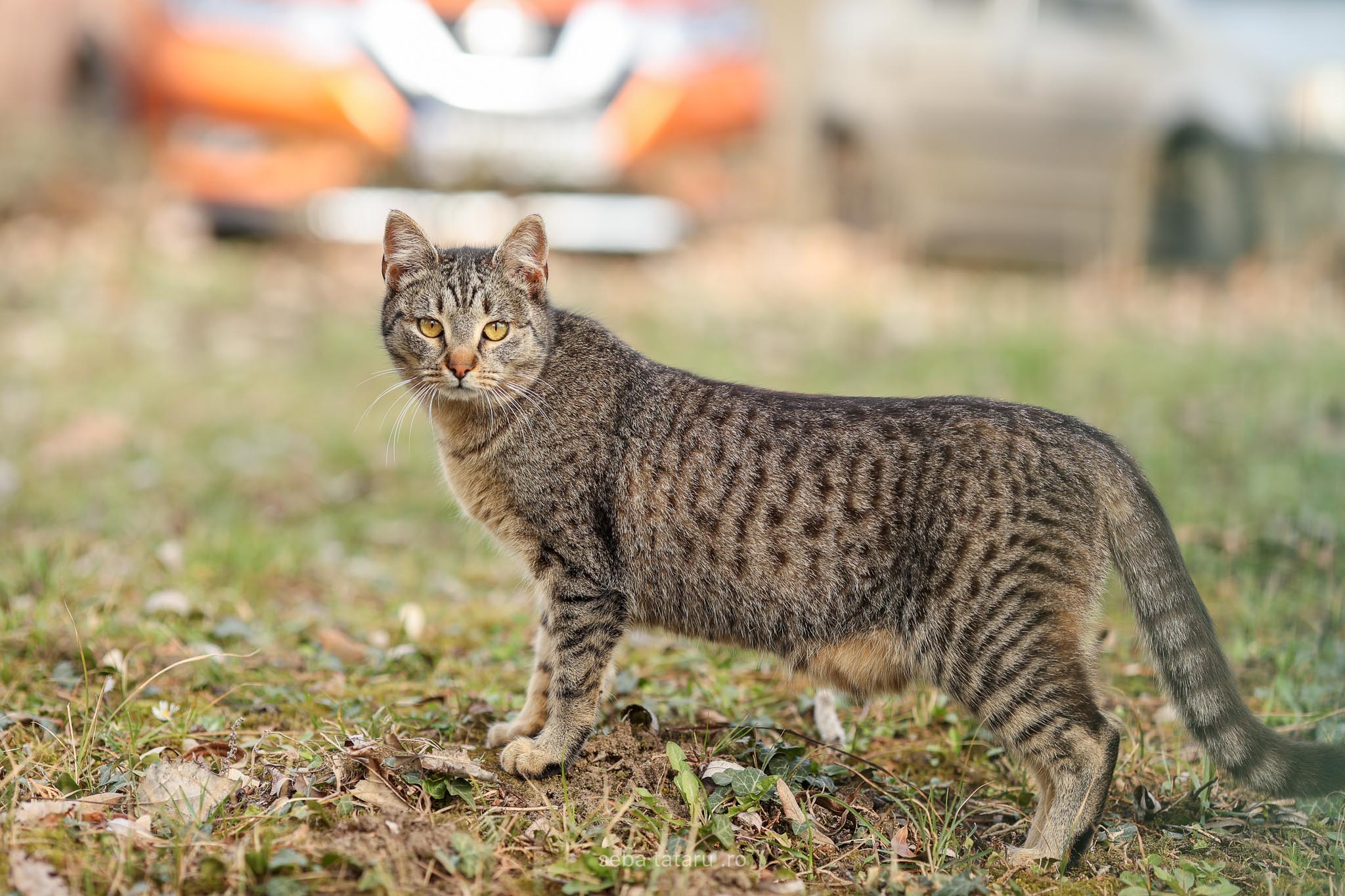 covid19 drona coronavirus seba tataru (36)