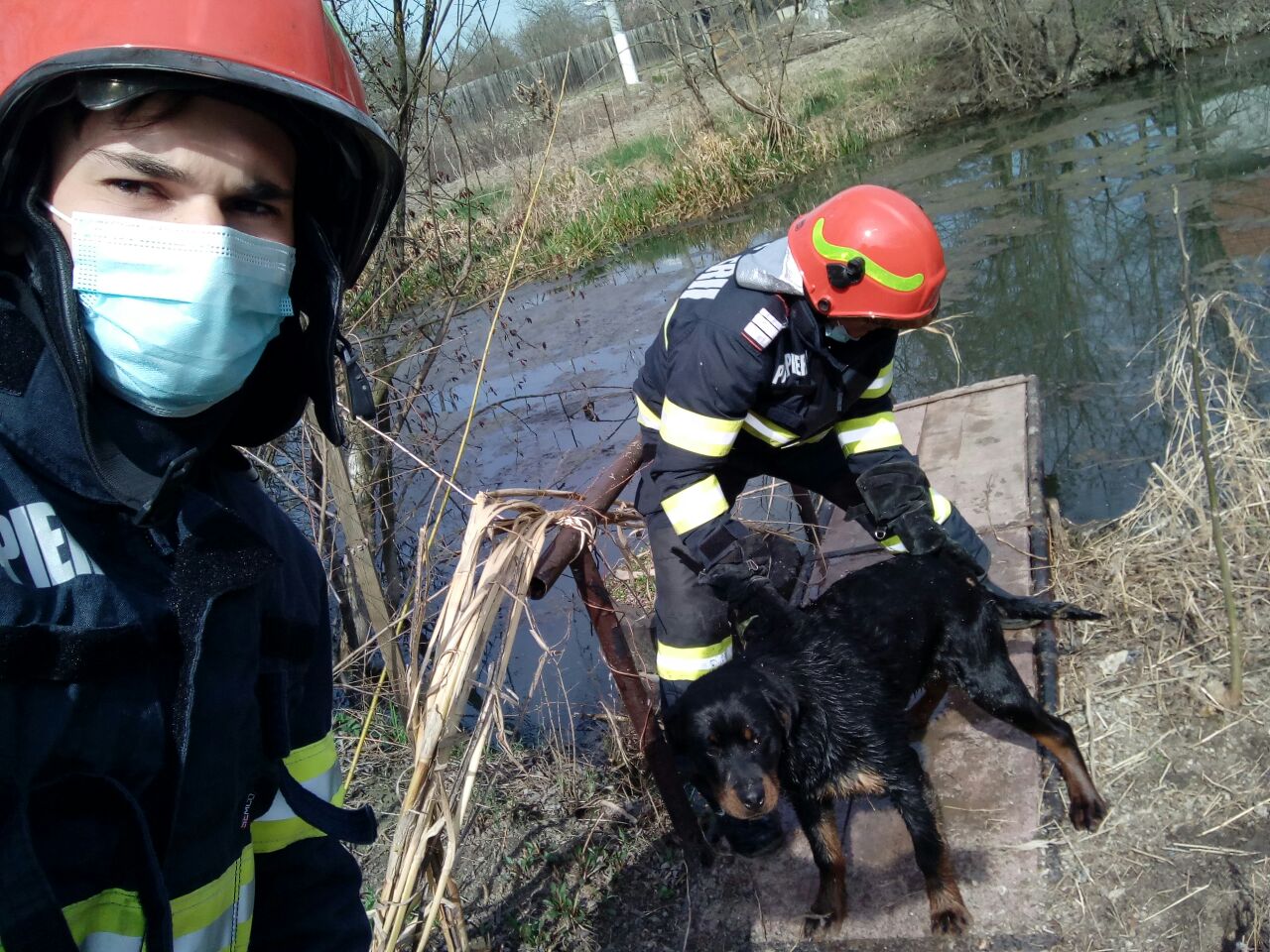 Câine căzut în canal la Sânnicolau Mare, salvat de pompieri