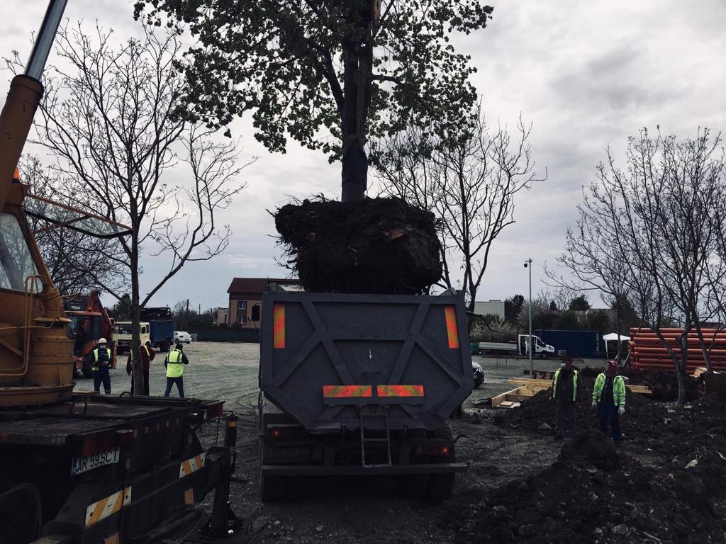 copaci mutati pe calea bogdanestilor 1