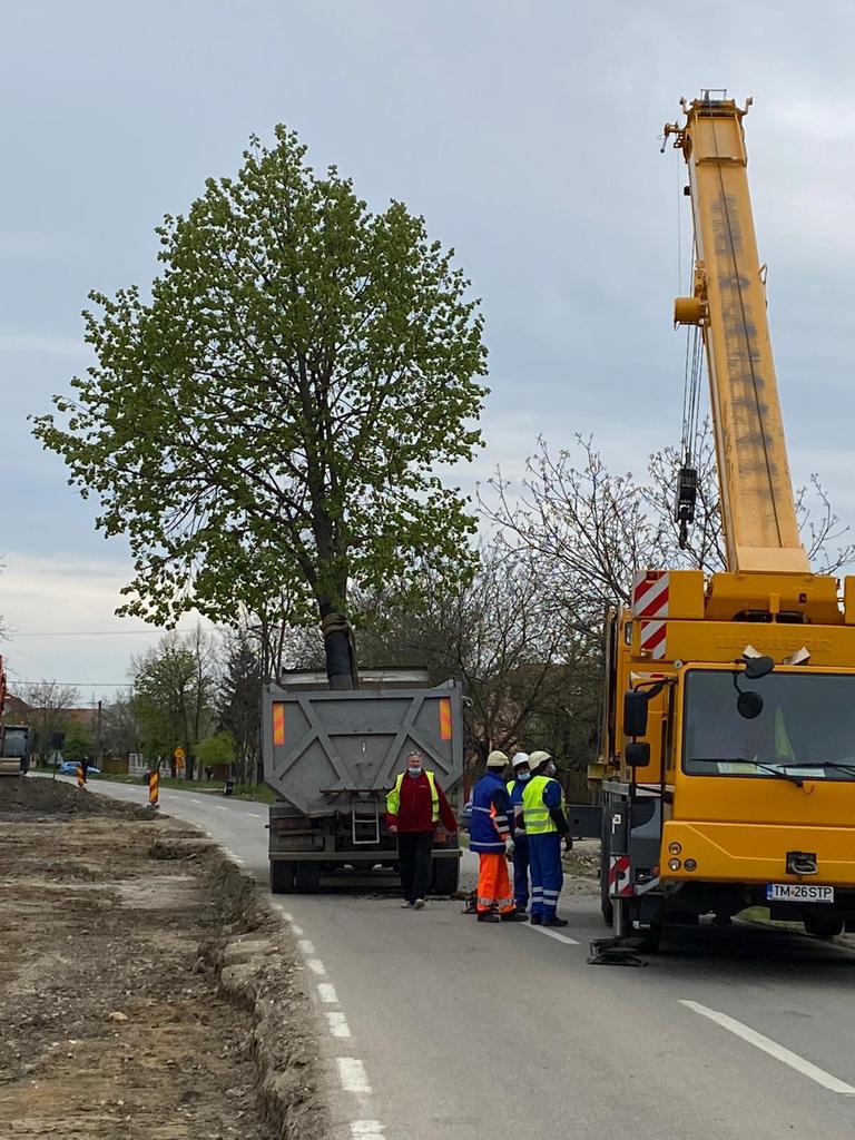 copaci mutati pe calea bogdanestilor 3