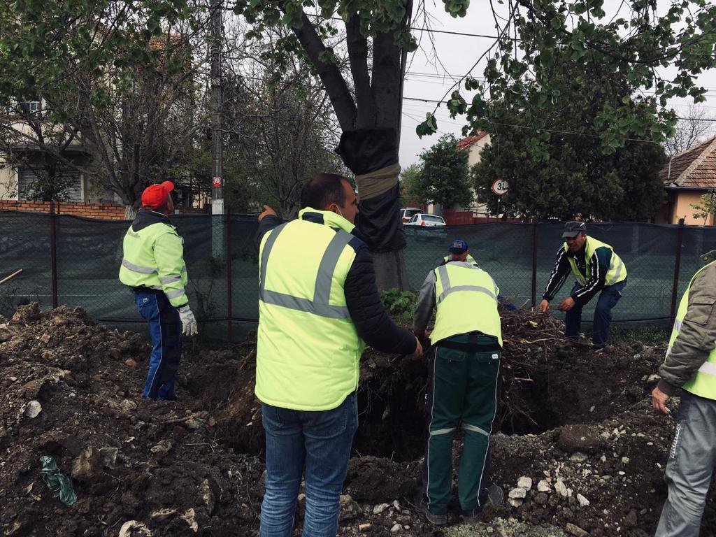 copaci mutati pe calea bogdanestilor 5