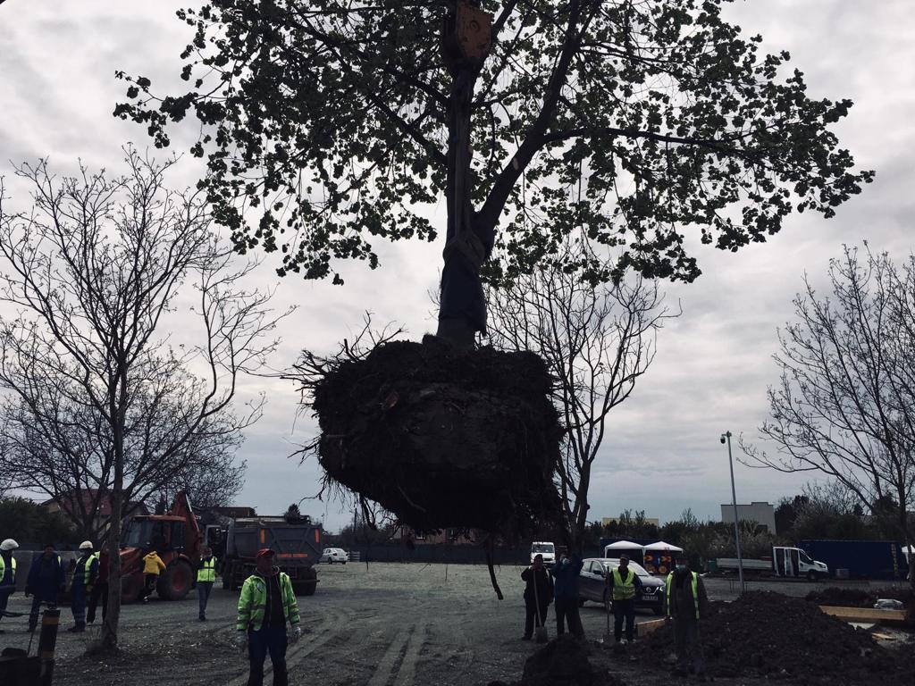 copaci mutati pe calea bogdanestilor 2