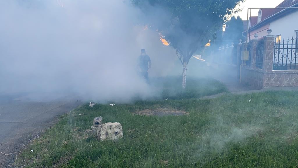 ruben latcau coral impex aliniere dezinsectie