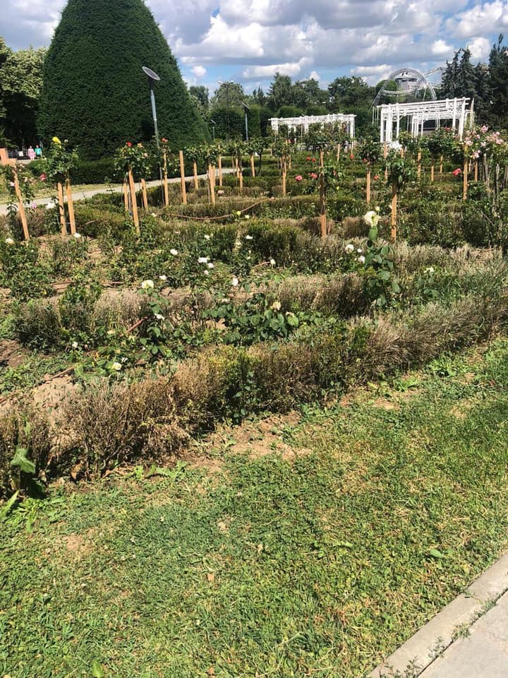 parcul rozelor foto marian cucsa 4