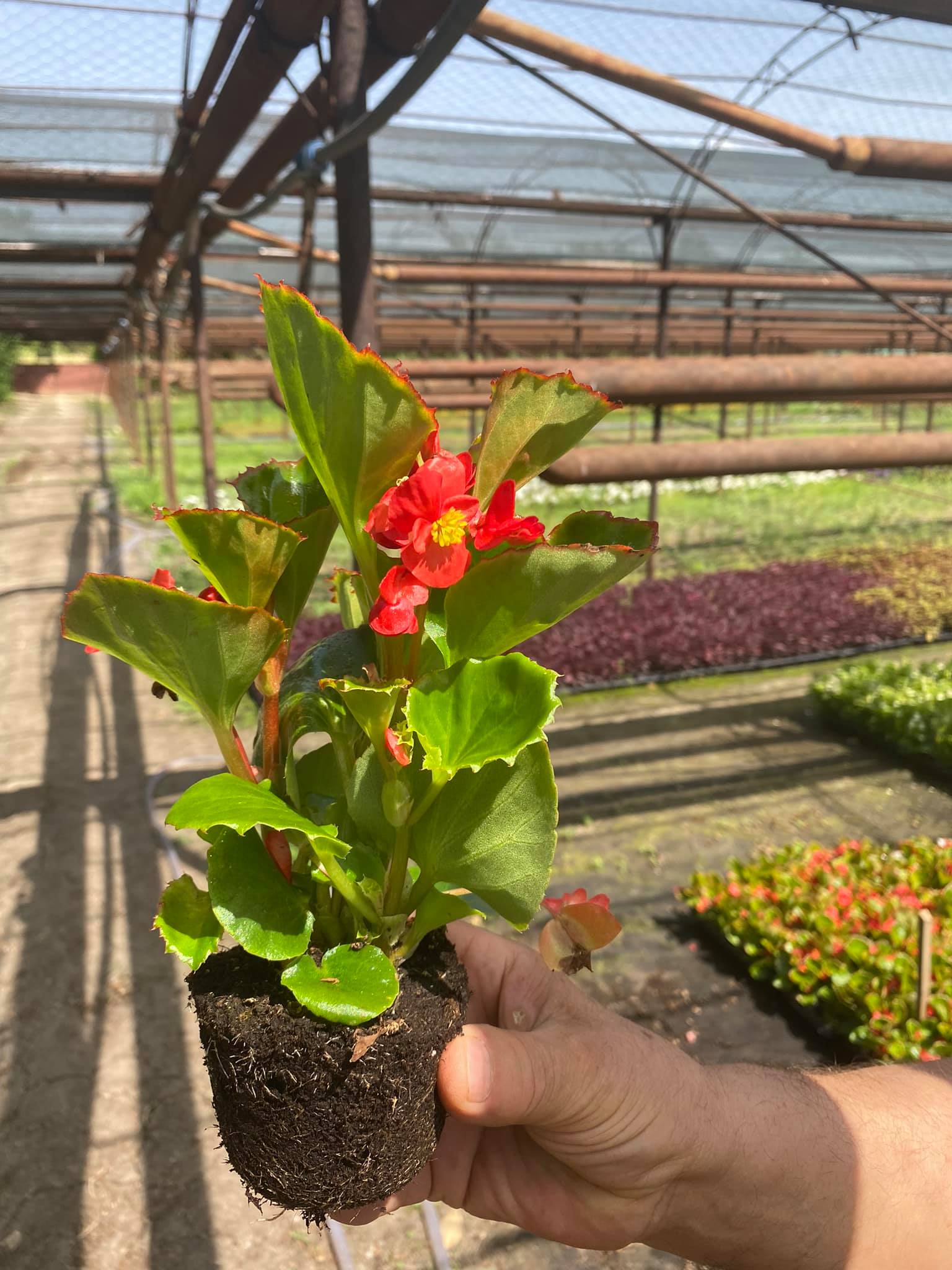 flori horticultura foto roxana iliescu 1