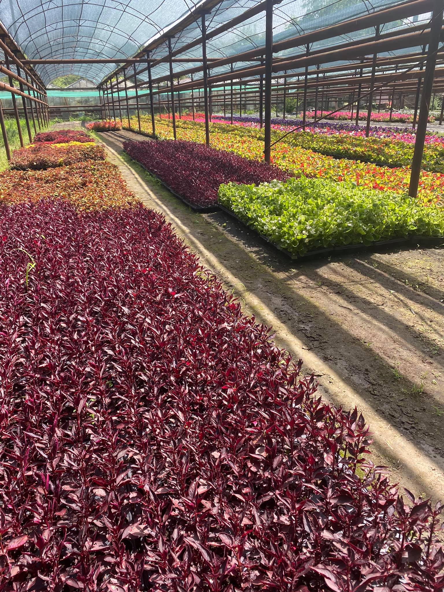 flori horticultura foto roxana iliescu 2