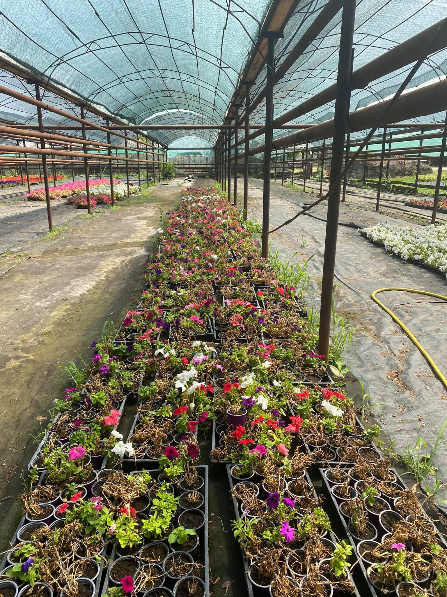 flori horticultura foto roxana iliescu 4