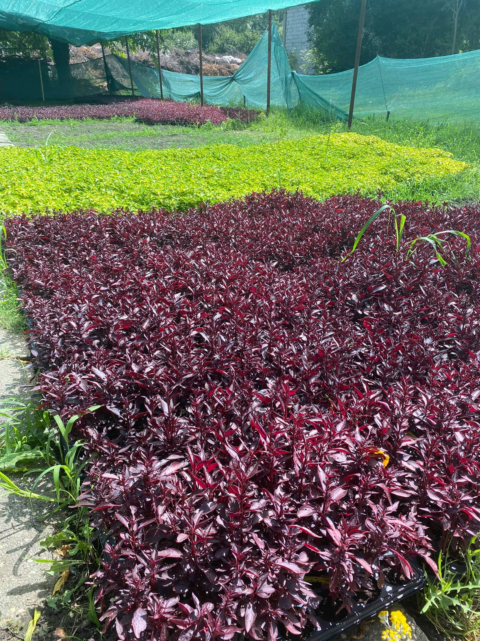 flori horticultura foto roxana iliescu 5