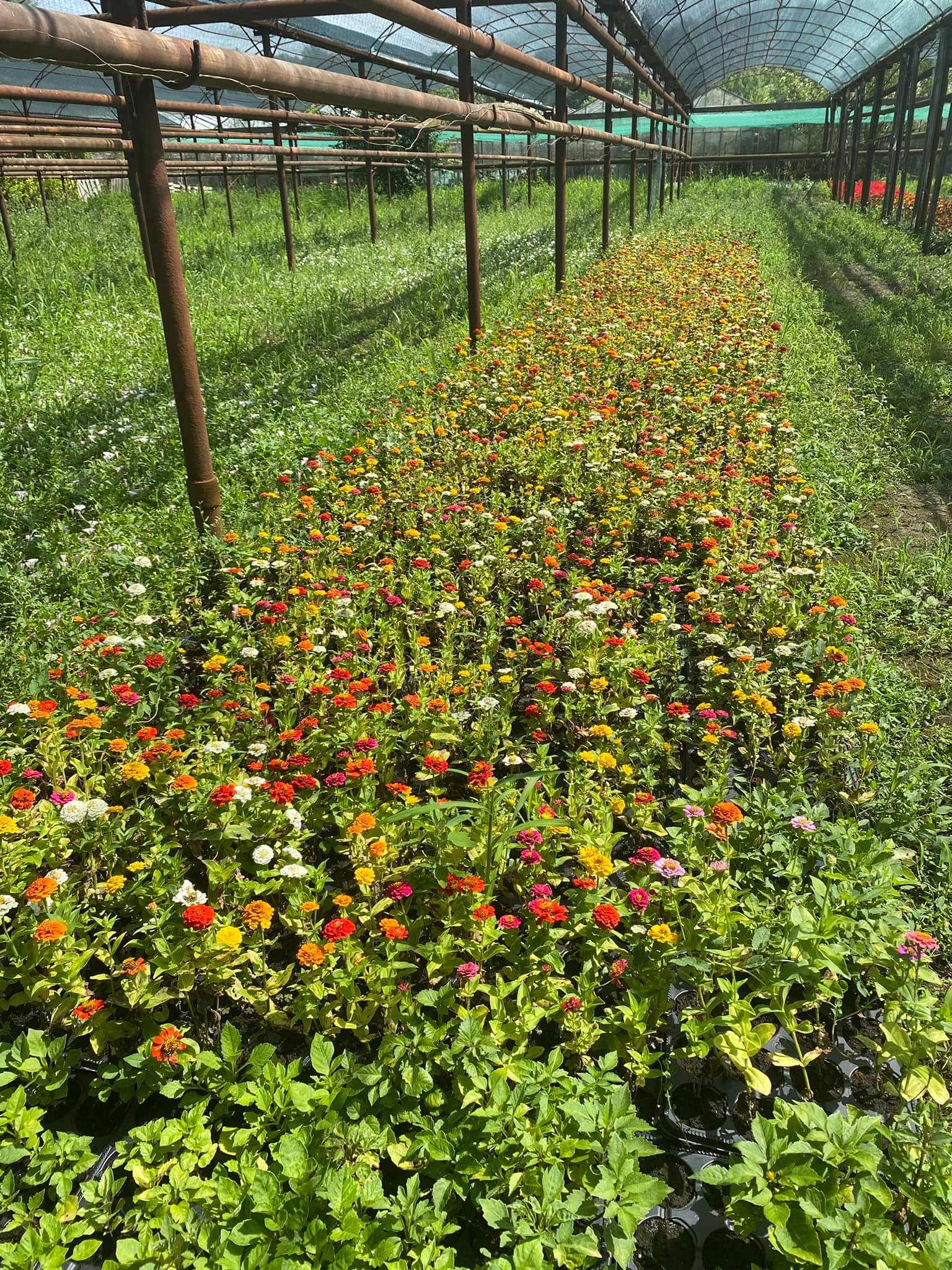 flori horticultura foto roxana iliescu 6