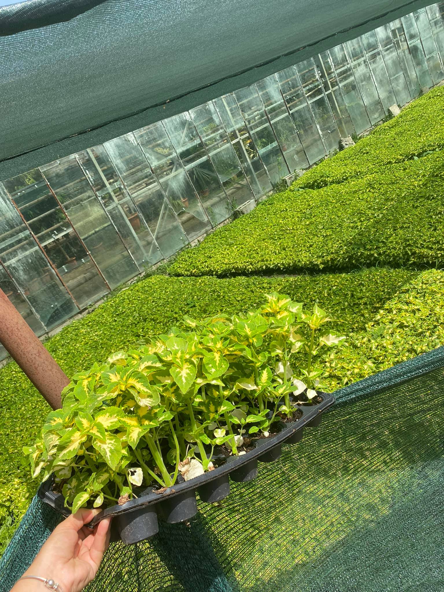 flori horticultura foto roxana iliescu 7