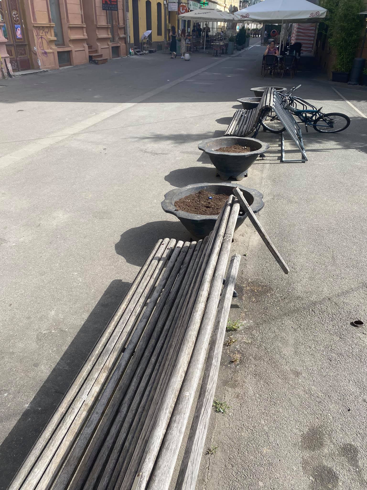 flori horticultura foto roxana iliescu 8