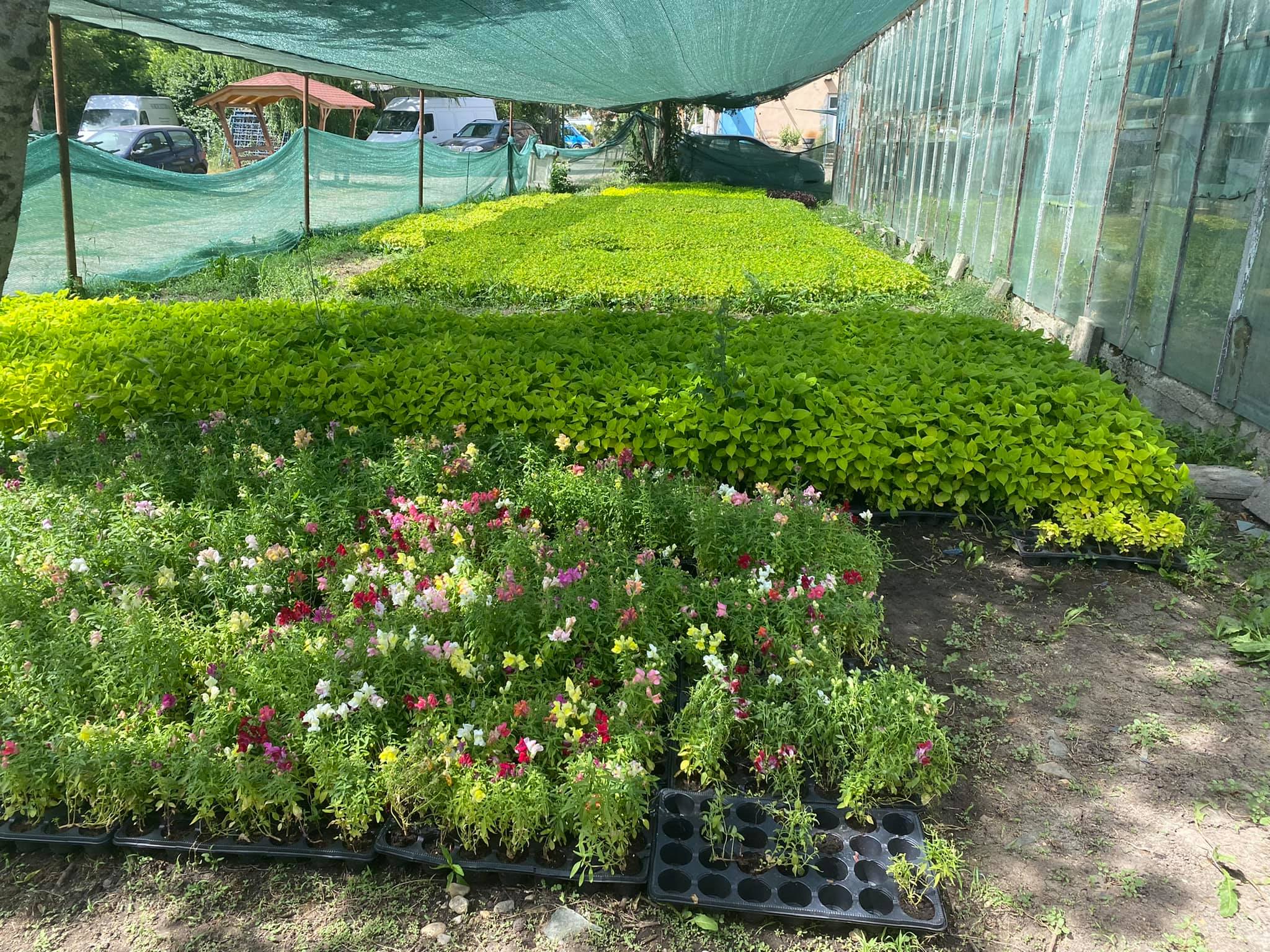 flori horticultura foto roxana iliescu 9