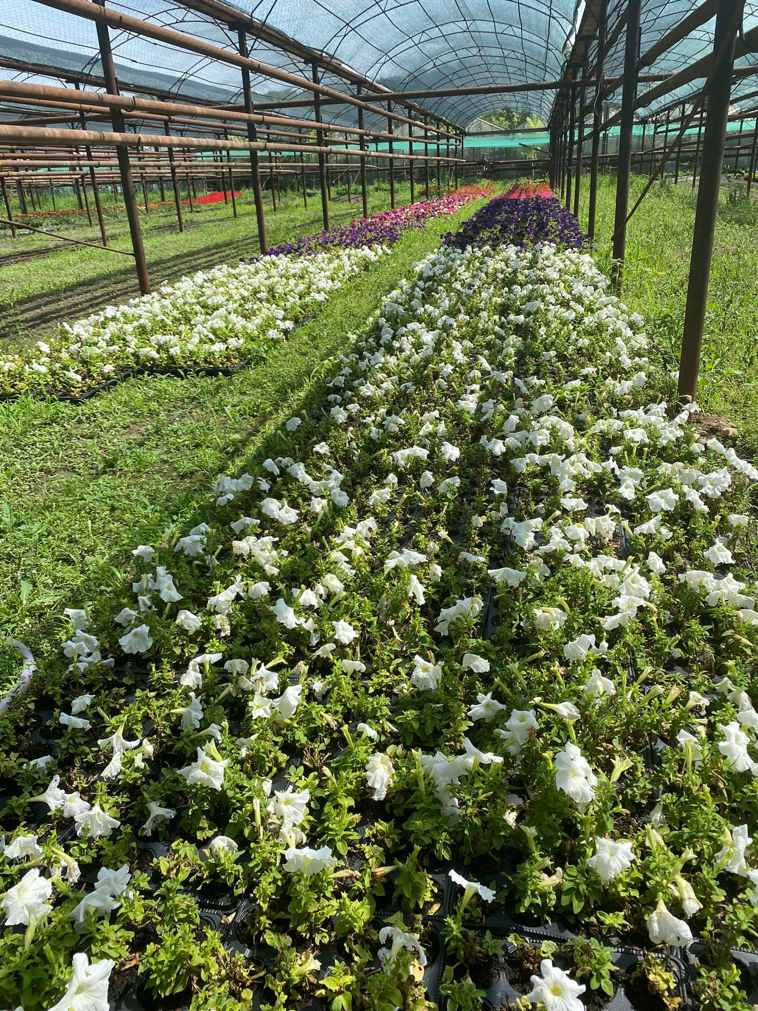 flori horticultura foto roxana iliescu 10