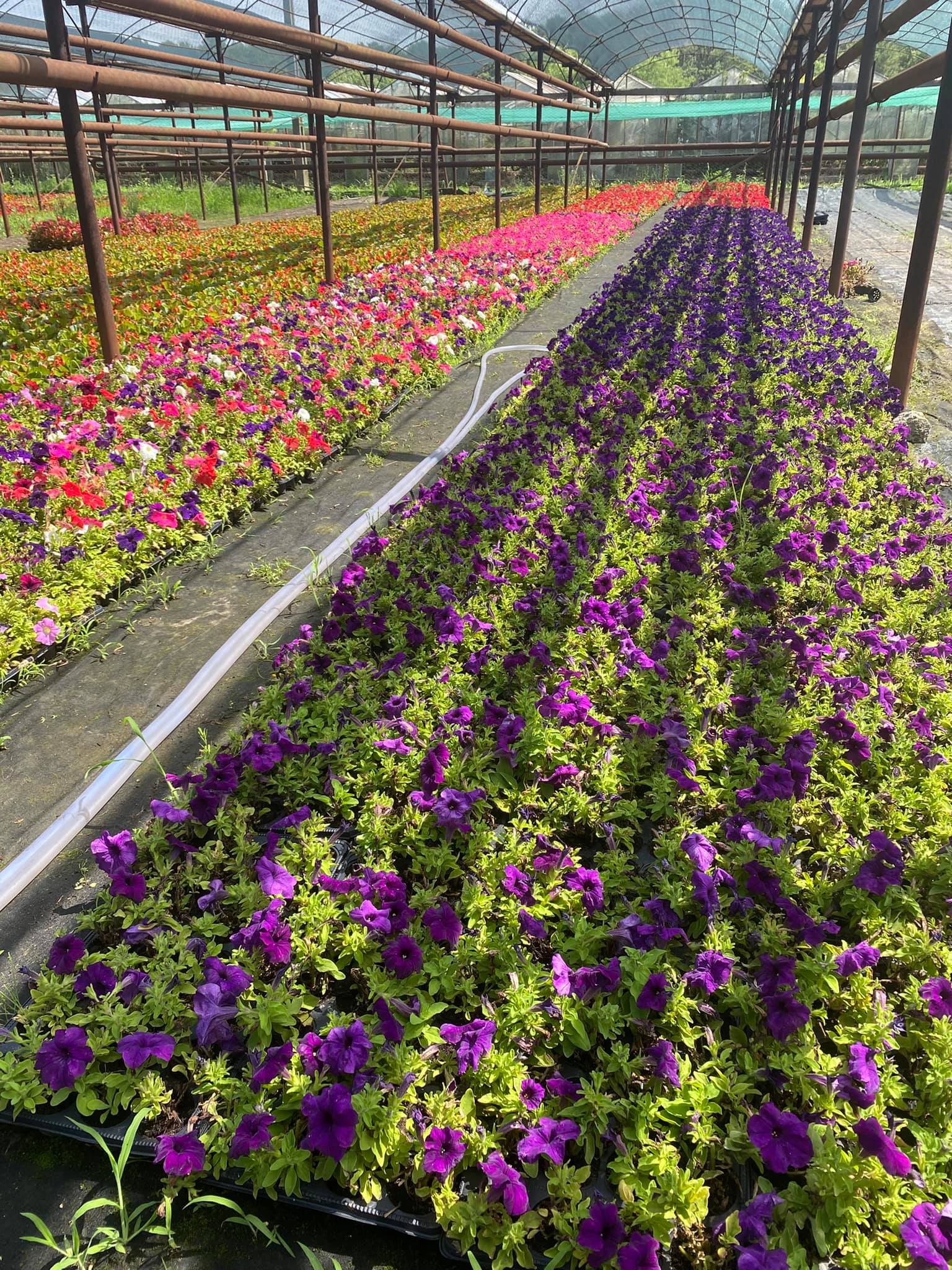 flori horticultura foto roxana iliescu 11