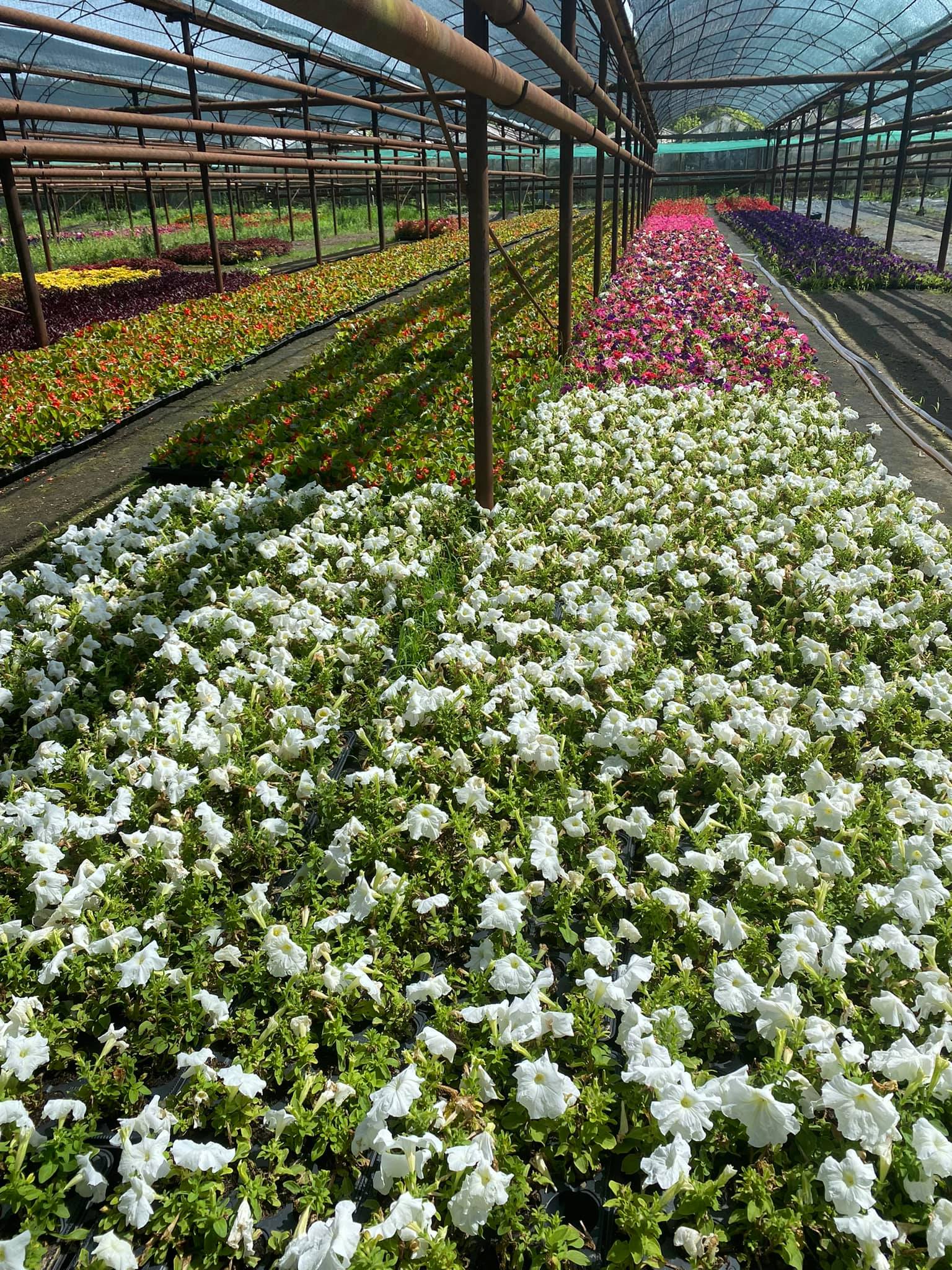 flori horticultura foto roxana iliescu 12