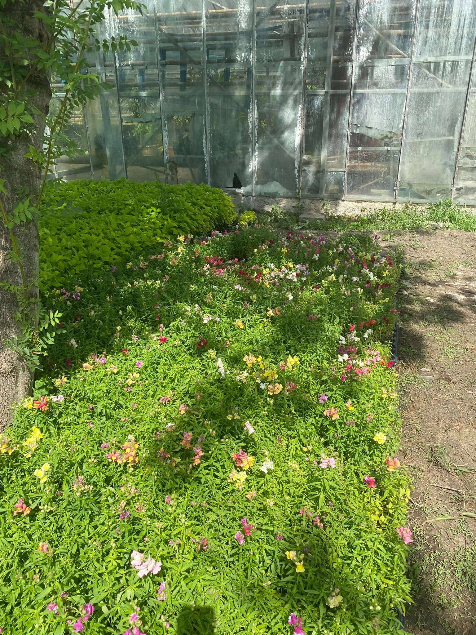 flori horticultura foto roxana iliescu 13