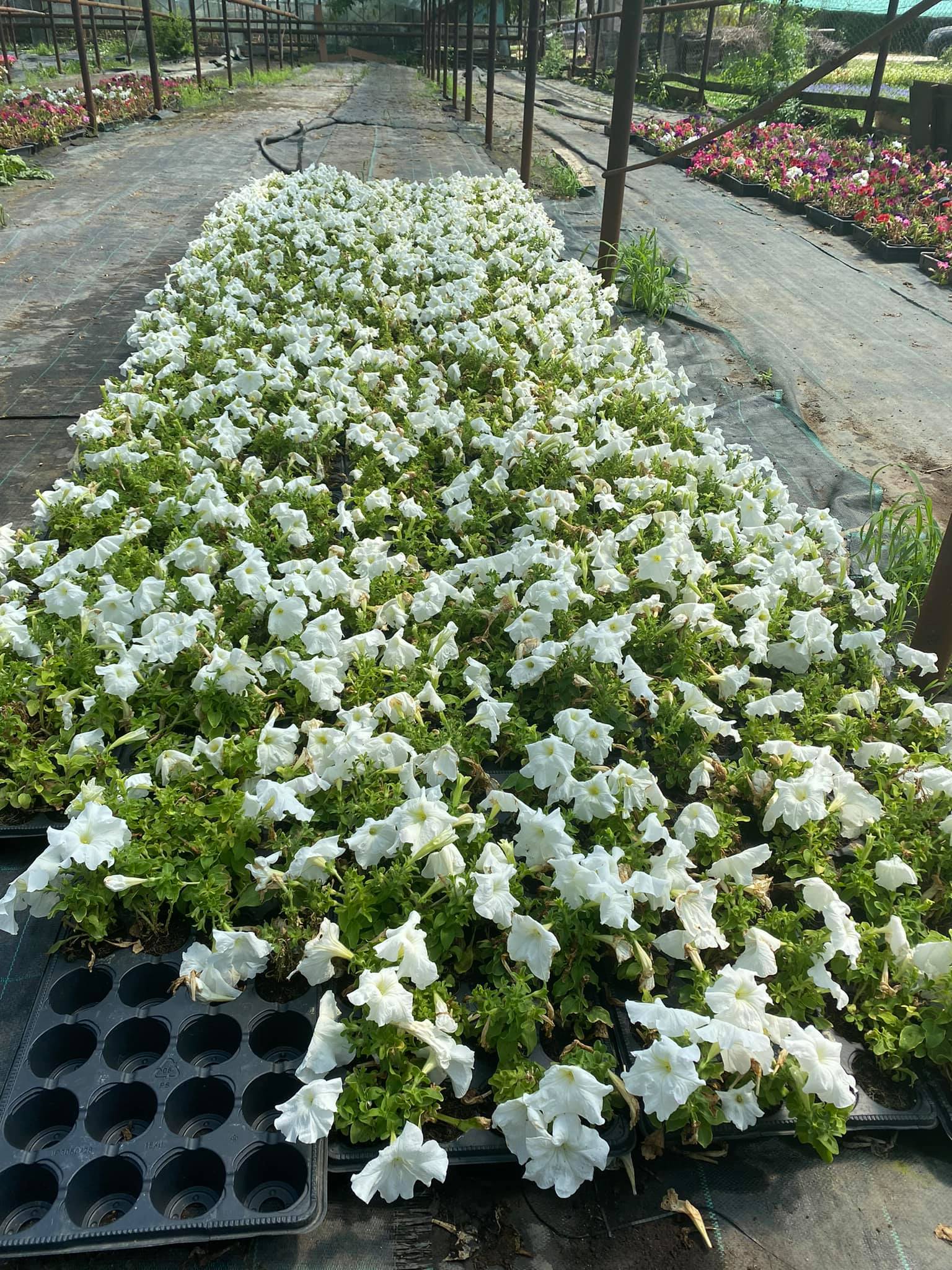 flori horticultura foto roxana iliescu 14