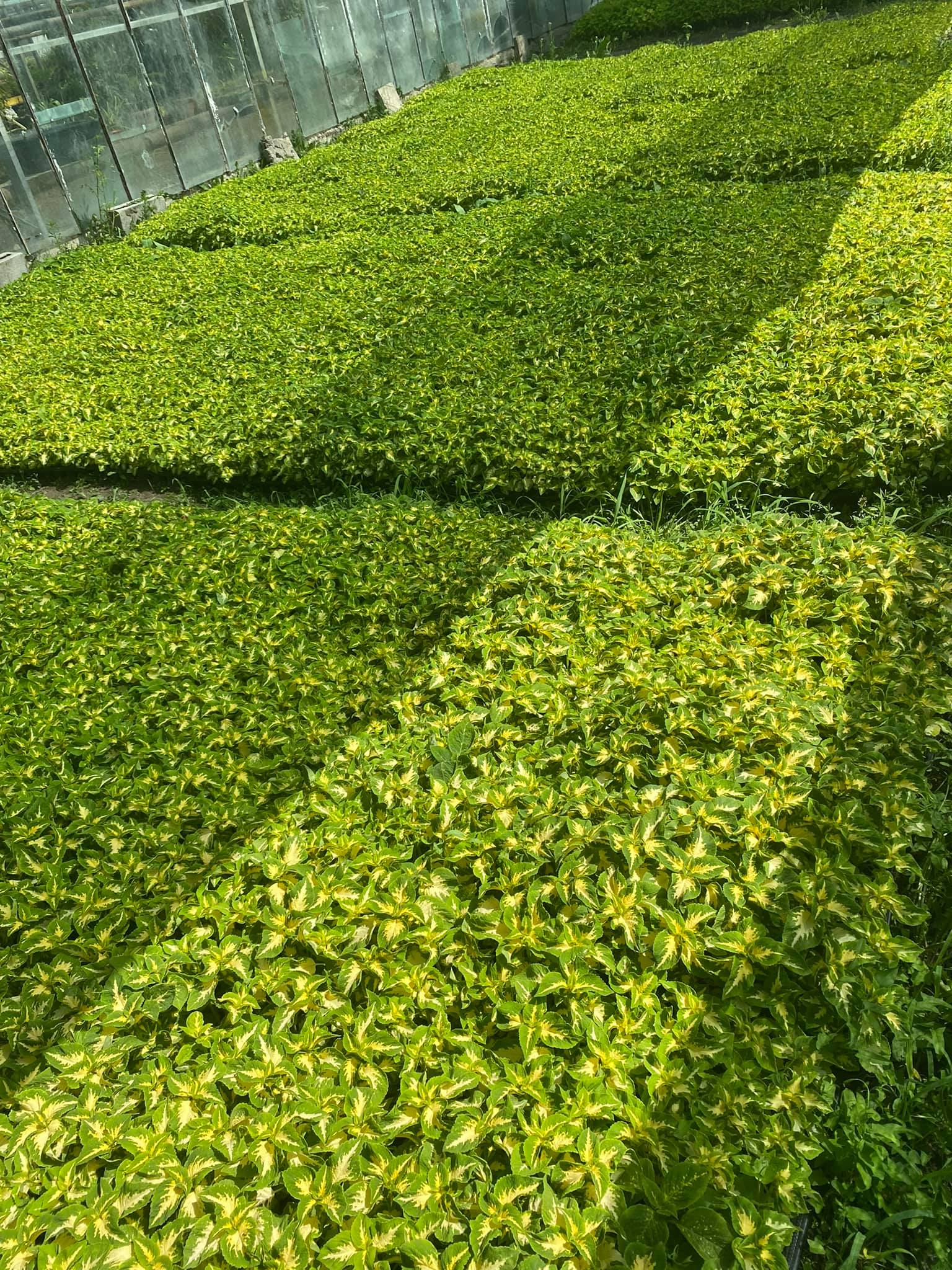 flori horticultura foto roxana iliescu 15