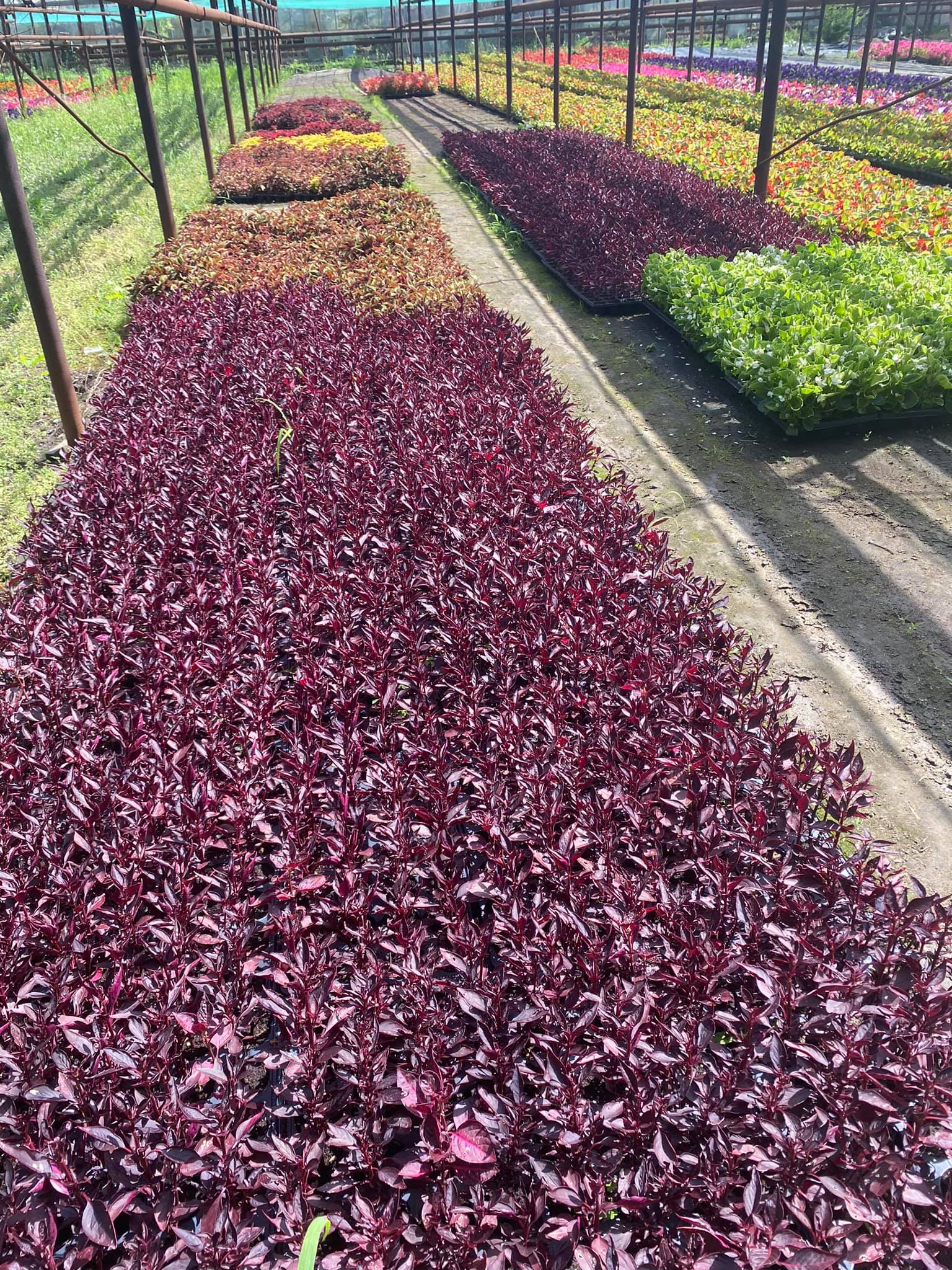 flori horticultura foto roxana iliescu 16