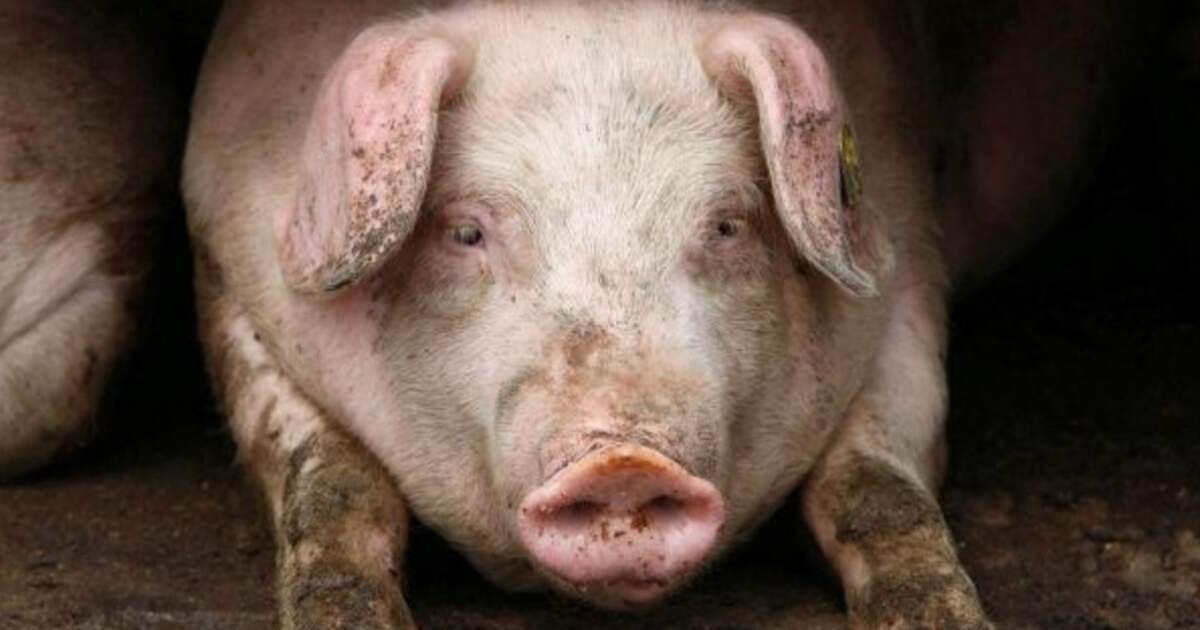 Pesta porcină de la Tomnatic a fost oficial declarată stinsă.