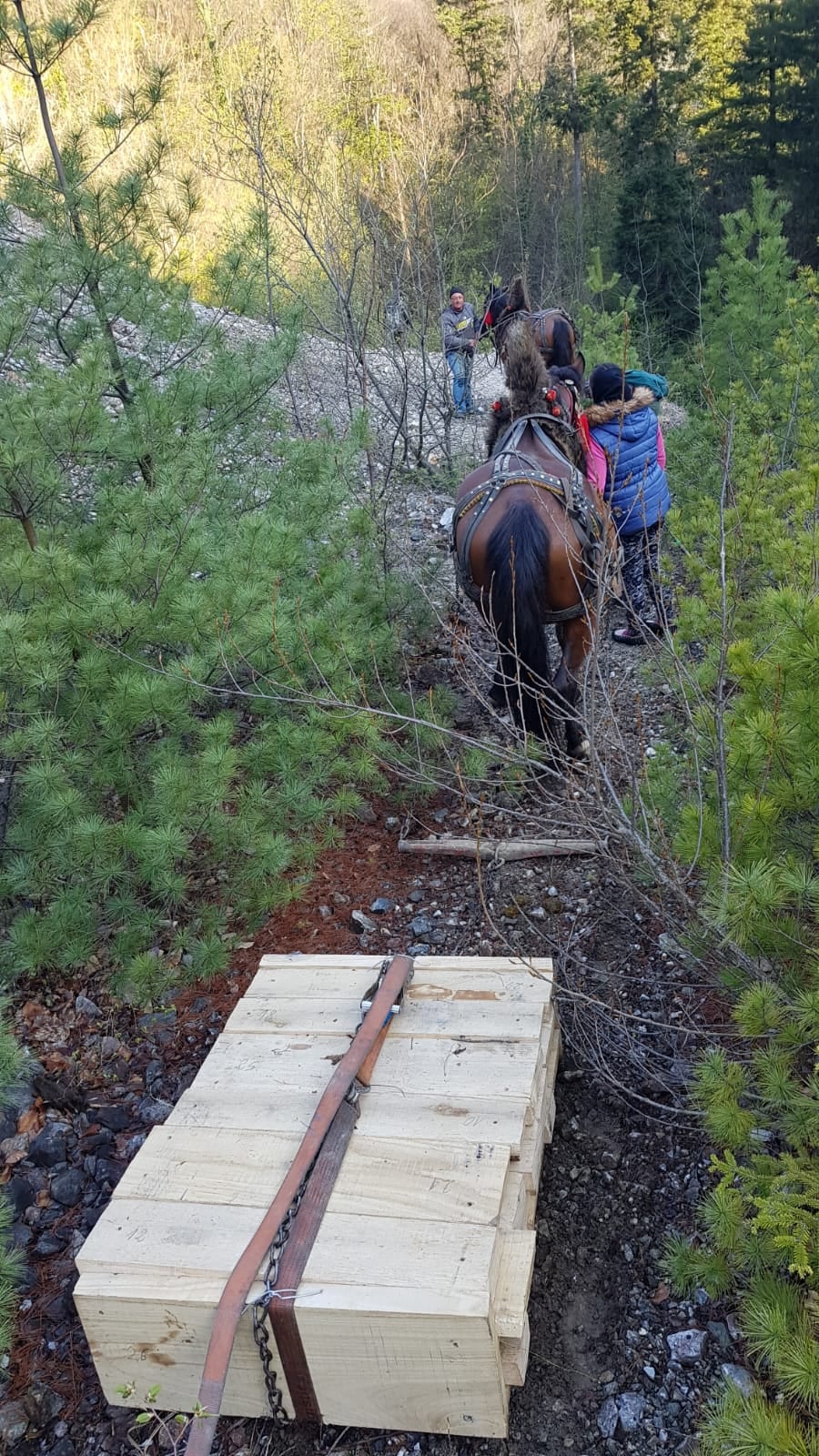 poduri Parcul Național Cheile Nerei-Beușnița(36)